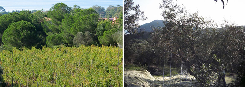 vigne e olivi azienda agricola Mazzarri