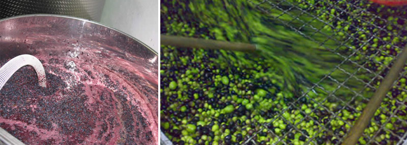 produzione vino e olio di oliva