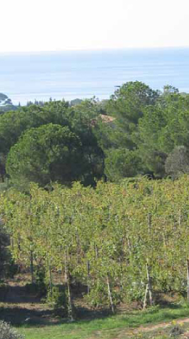vigna Lacona - vendita vino rosso e bianco doc